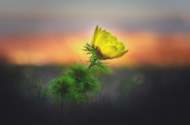 Адонис весенний (Adonis vernalis) или Горицвет
