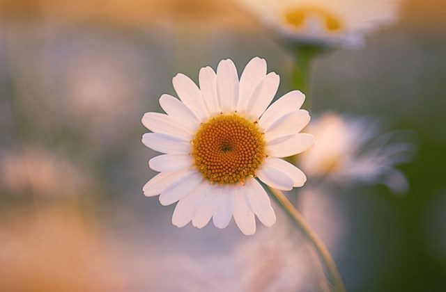 Нивяник обыкновенный (поповник) — leucanthemum vulgare