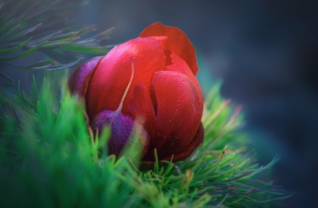 Красный пион узколистный (paeonia tenuifolia)