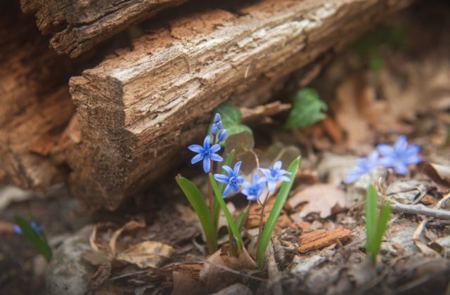 Пролеска двулистная (Scilla Bifolia Liliaceae)