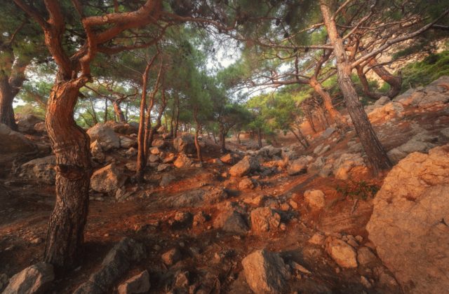Сосна Станкевича (Pinus Brutia), Судакская Сосна или Сосна Брутийская