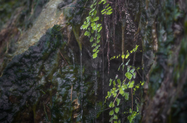 Адиантум Венерин Волос (Adiantum capillus-veneris)